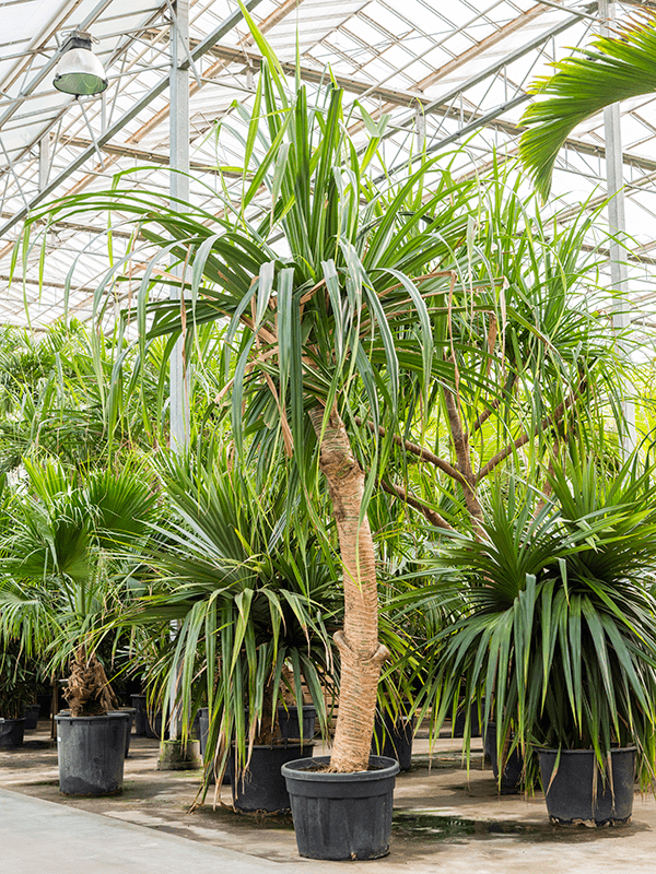 Screw Pine Pandanus utilis