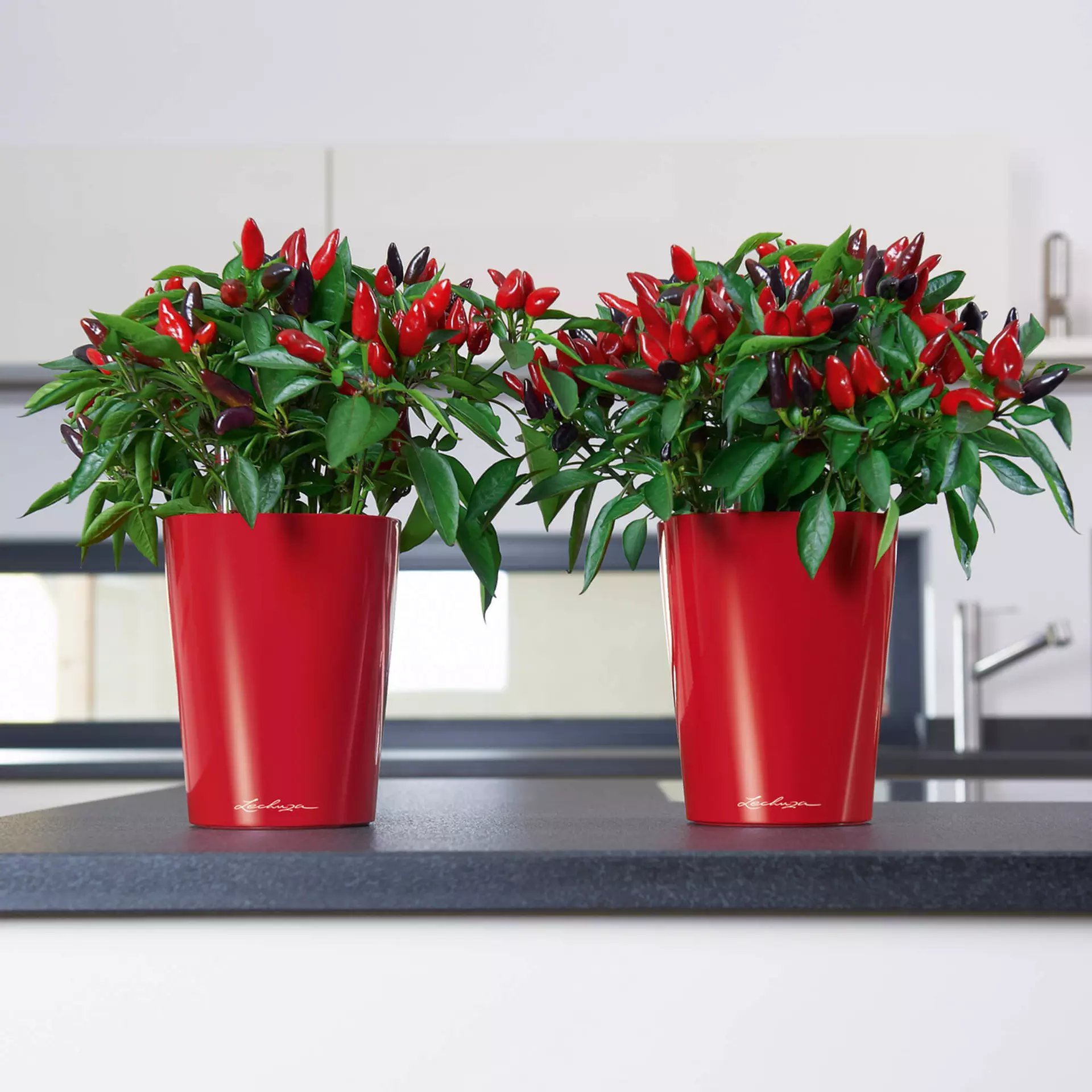 LECHUZA DELTINI|MINI-DELTINI Round Poly Resin Indoor Self-watering Planter