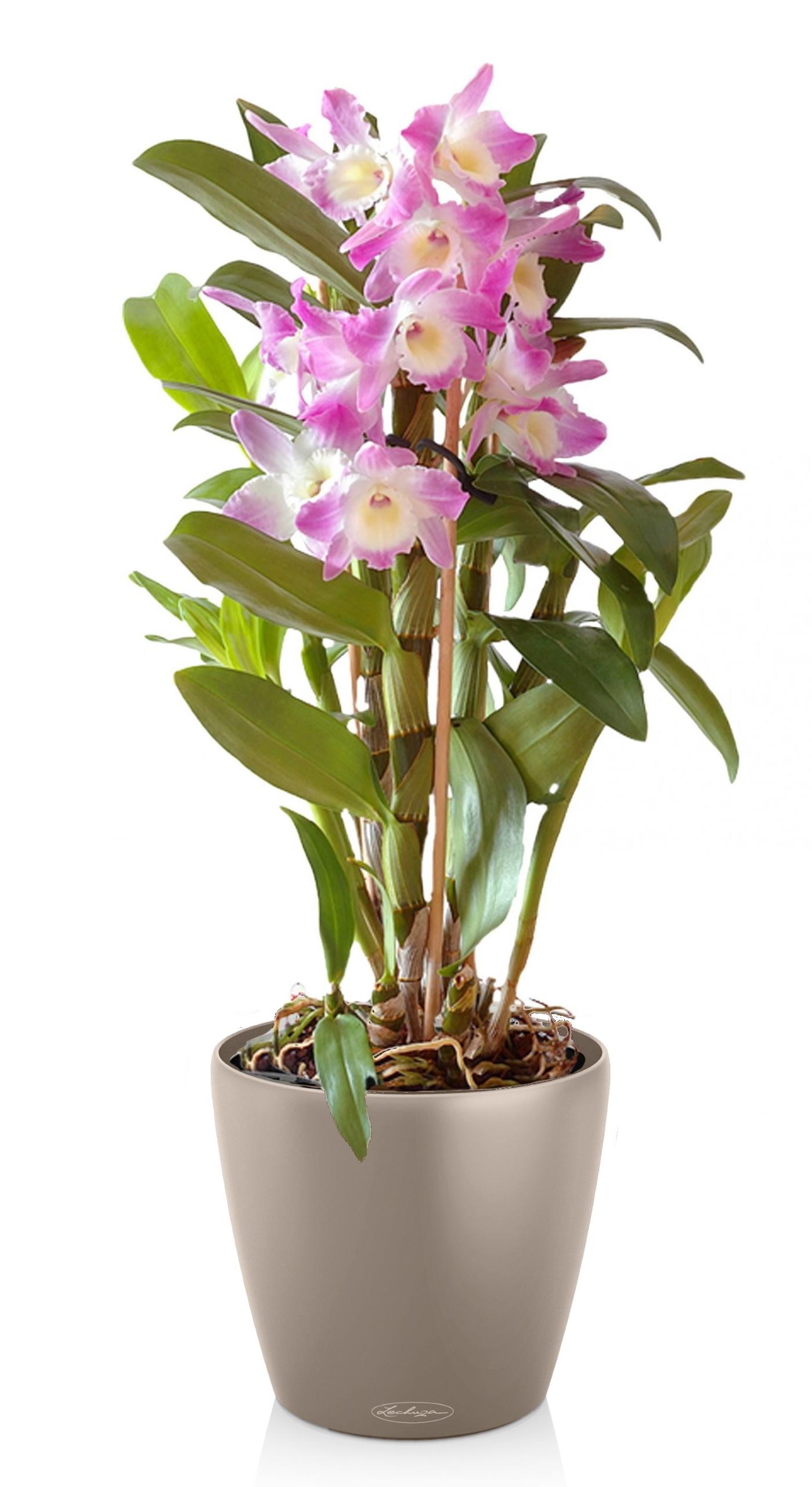 Blooming Dendrobium Orchid in LECHUZA CLASSICO Color Self-watering Planter, Total Height 60 cm