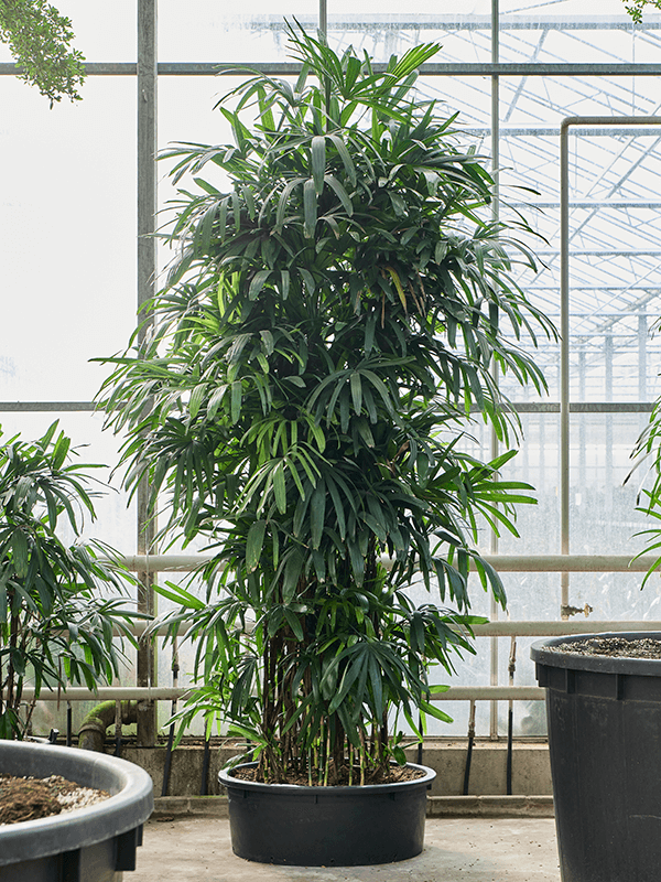 Tropical Lady Palm Rhapis excelsa Indoor House Plants