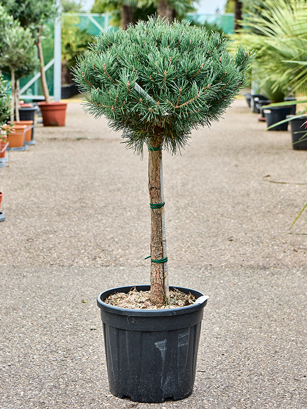 Showy Scots Pine Pinus sylvestris 'Watereri Nana' (140-150) Outdoor Plants