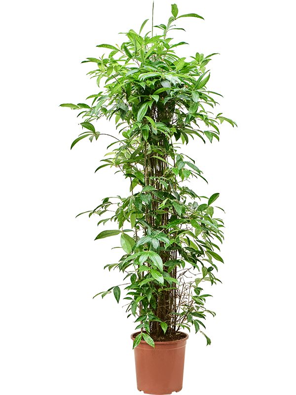 Easy-Care Spotted Gold Dust Dracaena surculosa Indoor House Plants