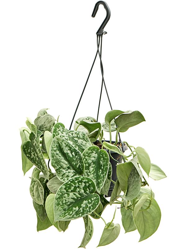 Shade-loving Satin Pothos Scindapsus pictus 'Silvery Ann'' Indoor House Plants