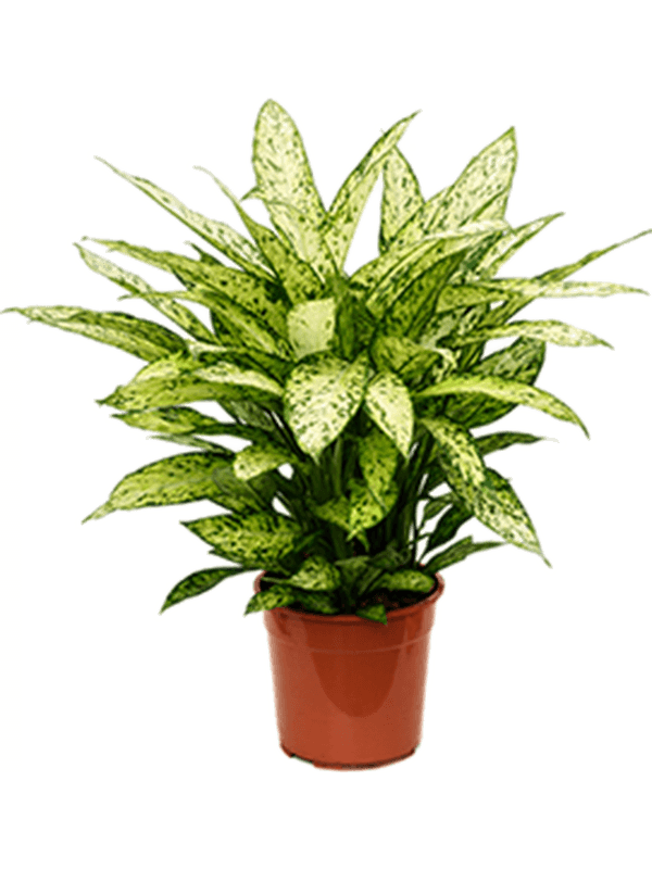Lush Dumb Cane Dieffenbachia 'Vesuvius' Indoor House Plants