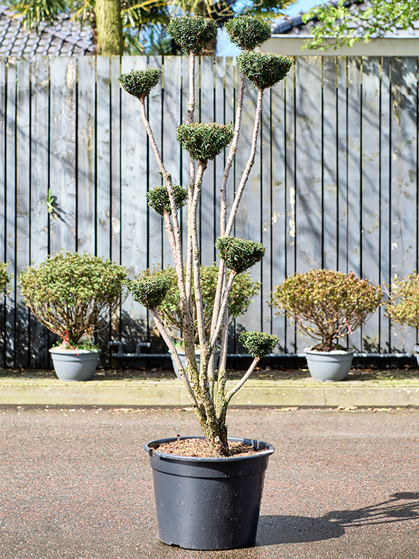 Lush Foundation Yew Taxus media 'Hillii'