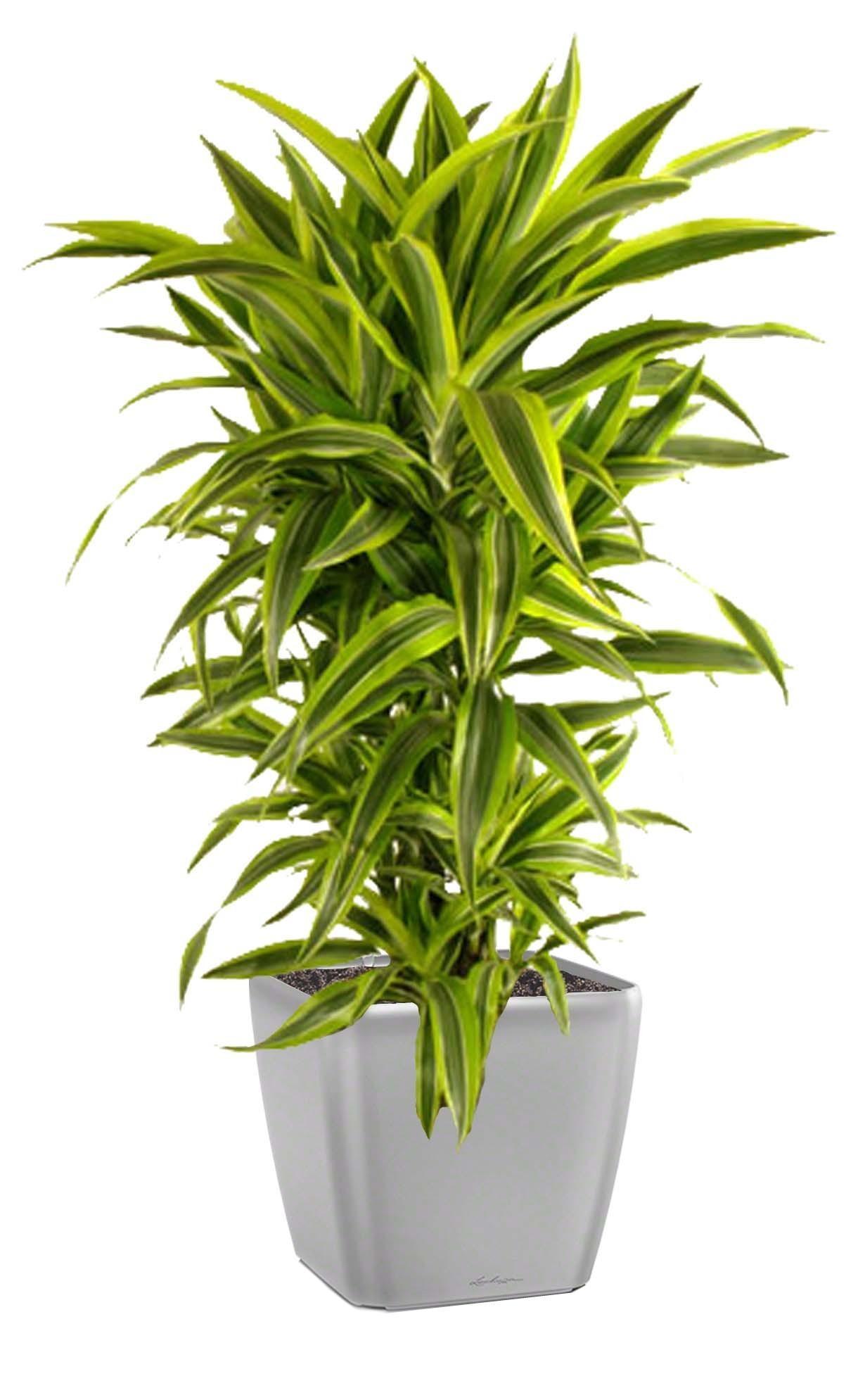 Dracaena Fragrans Lemon Lime in LECHUZA QUADRO LS Self-watering Planter, Total Height 150 cm