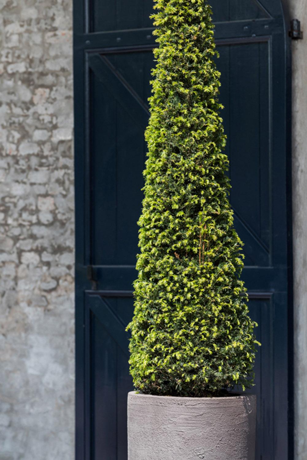 Fibrestone Dax Tall Planter by Idealist Premium