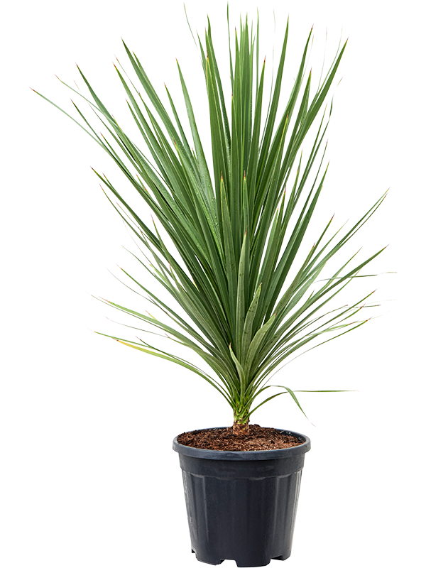 Photogenic Ti Plant Cordyline australis 'Peko' (140-170) Indoor House Plants