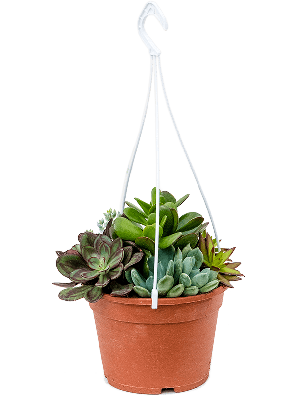 Cute Succulenten mix in 1 pot Indoor House Plants