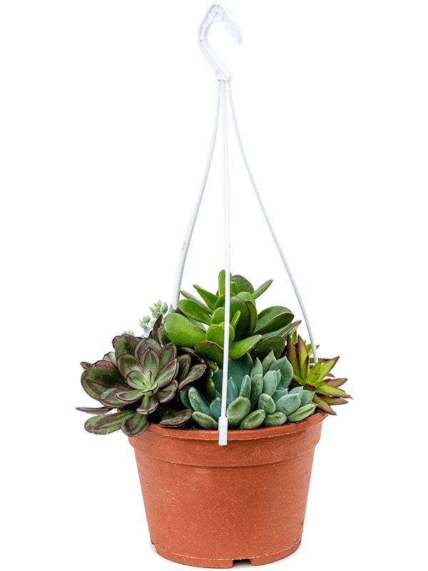 Cute Succulenten mix in 1 pot Indoor House Plants