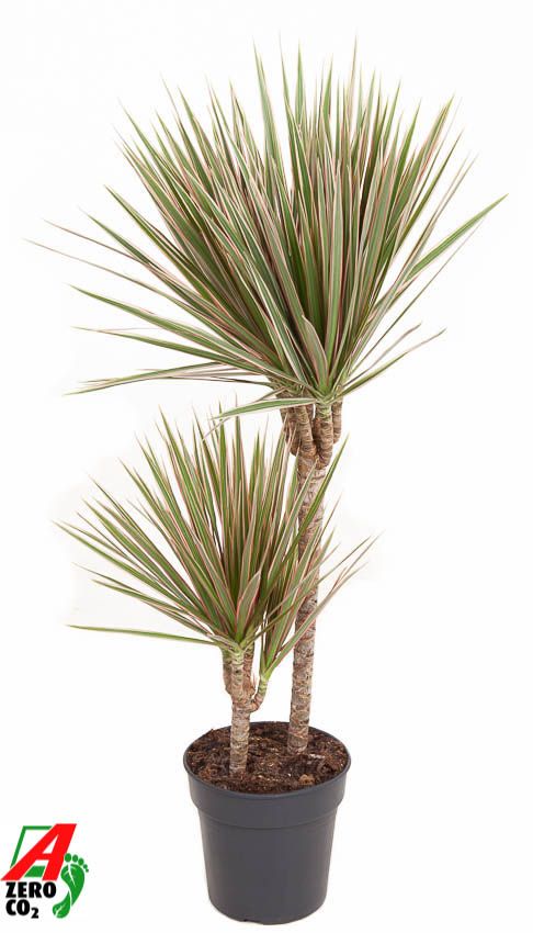 Colorful Dragon Tree Dracaena marginata Bicolor Tall Indoor House Plants Trees
