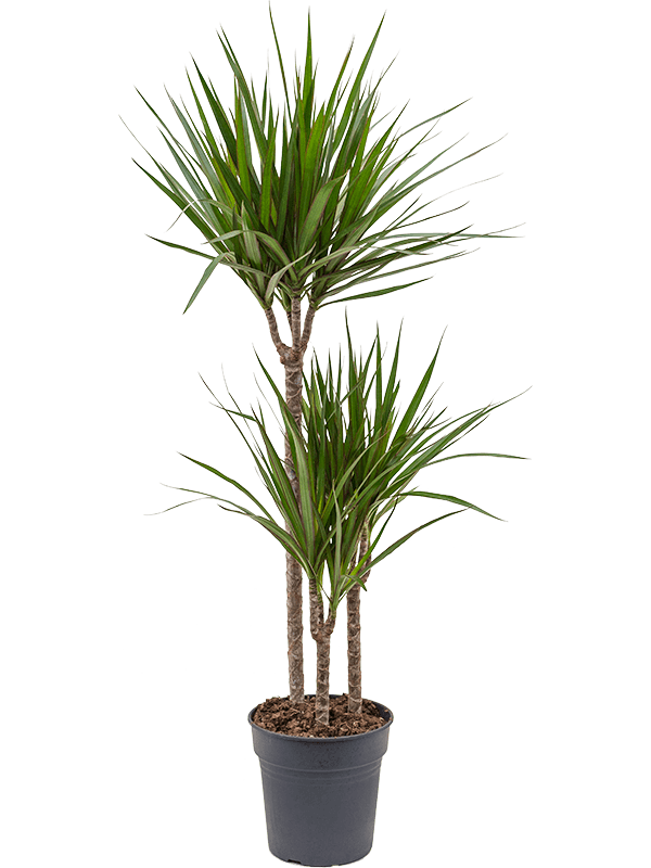 Showy Madagascar Dragon Tree Dracaena marginata Tall Indoor House Plants Trees