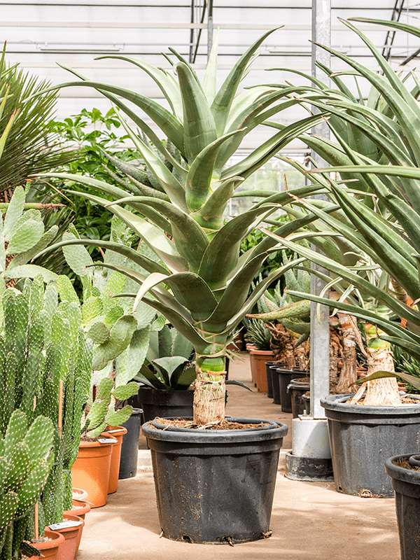 Aloe 'Hercules'