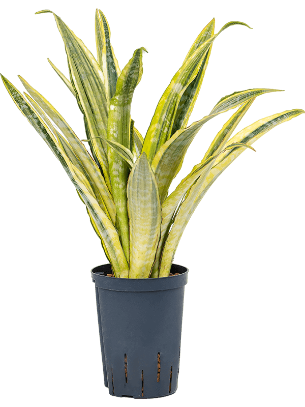 Colorful Snake Plant Sansevieria trifasciata 'Lauren' Indoor House Plants
