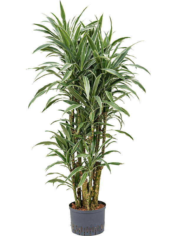 Insta-friendly Dracaena deremensis 'Warneckei' Tall Indoor House Plants Trees
