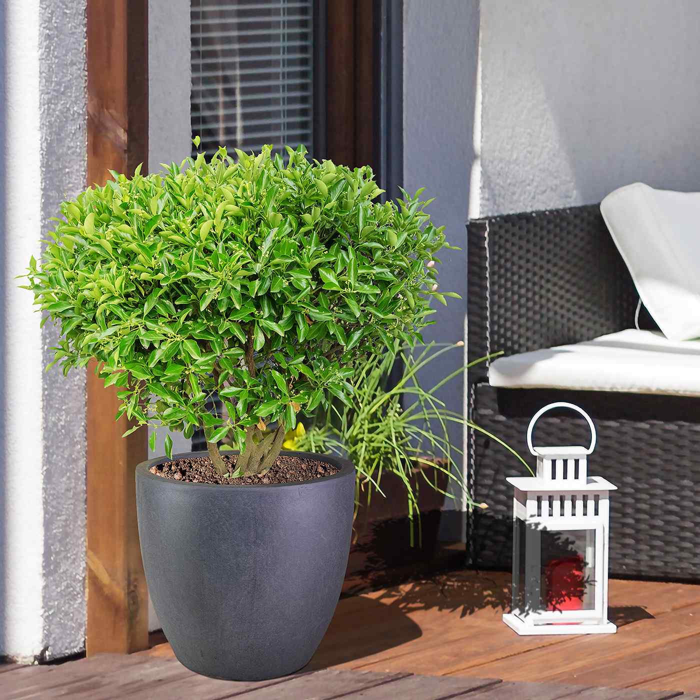 IDEALIST Lite Contemporary Light Concrete Egg Planter