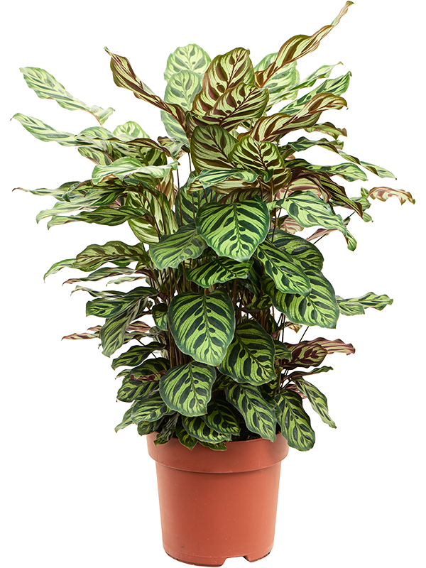 Showy Pin-Stripe Calathea makoyana Indoor House Plants