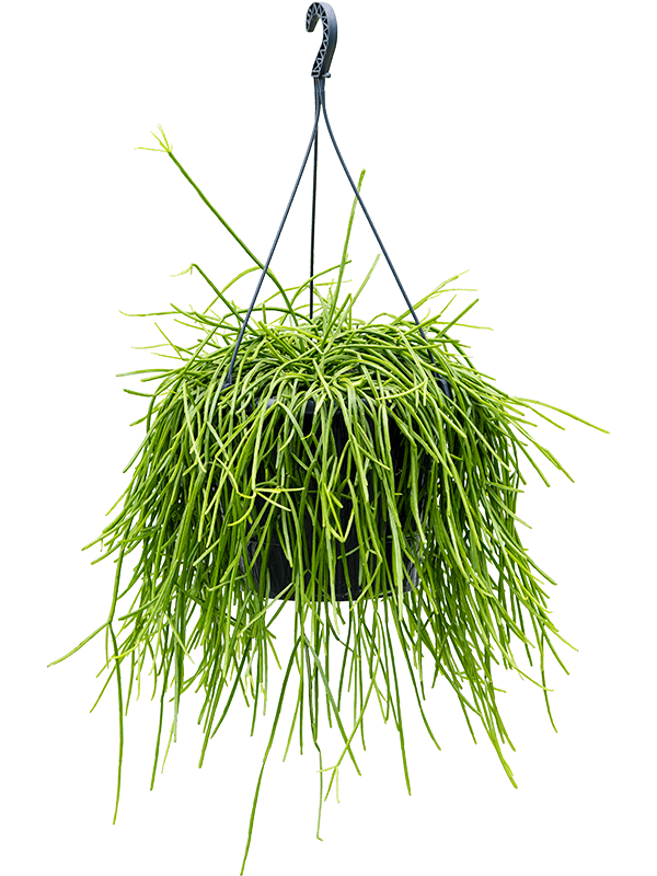 Easy-Care Mistletoe Cactus Rhipsalis kirbergii Indoor House Plants