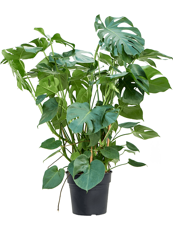 Shade-loving Swiss Cheese Plant Monstera deliciosa Indoor House Plants