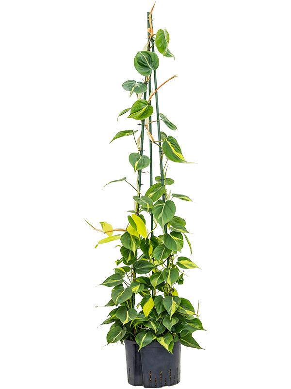Lush Heart-Leaf Philodendron scandens 'Brasil' Indoor House Plants