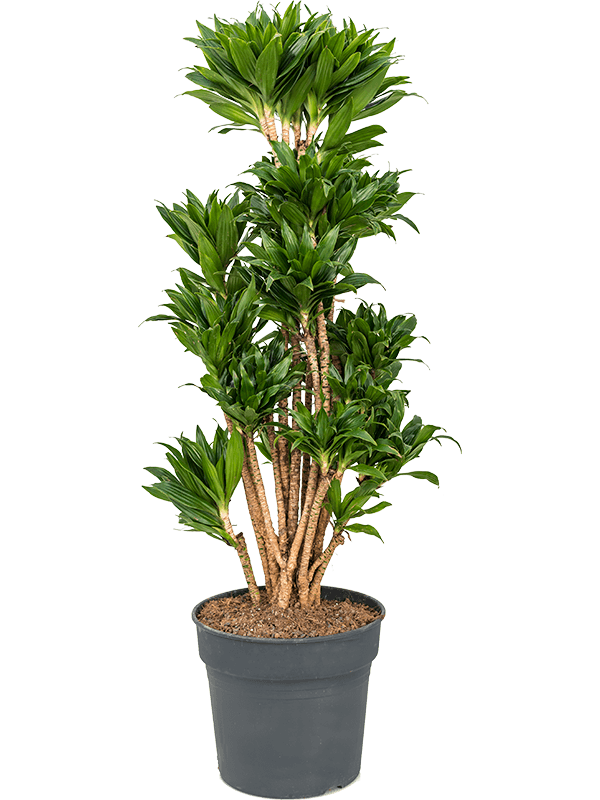 Easy-Care Corn Plant Dracaena fragrans 'Compacta' Indoor House Plants