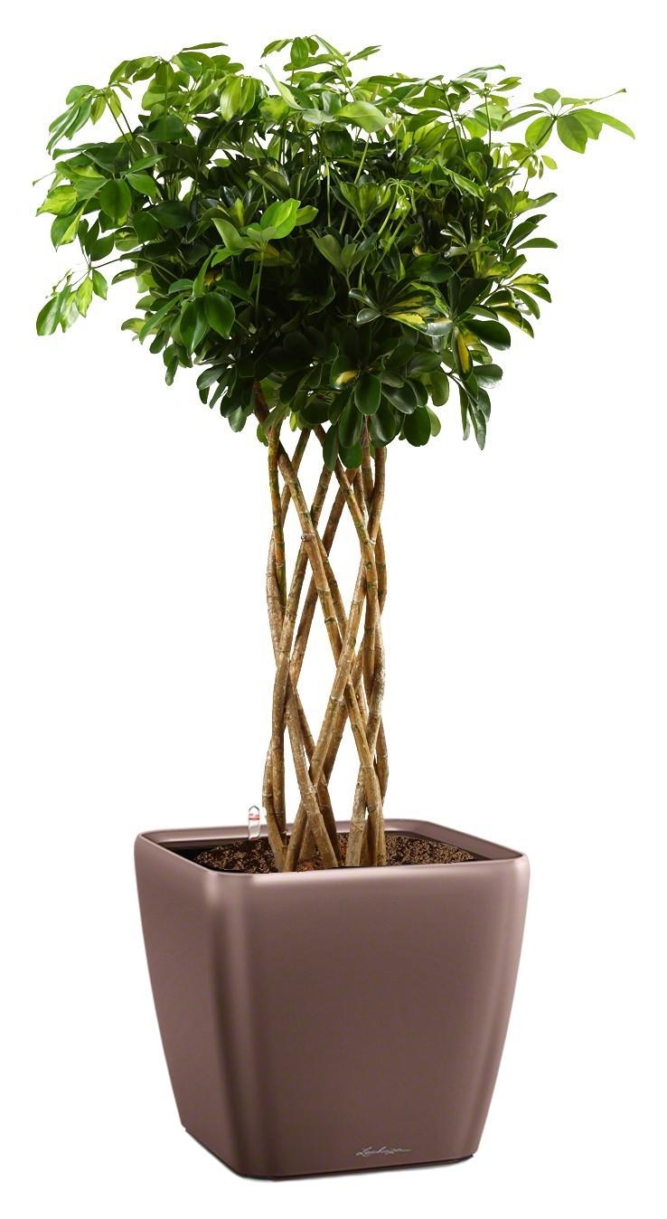 Schefflera Arboricola Gold Capella in LECHUZA QUADRO LS 43 Self-watering Planter, Total Height 180 c