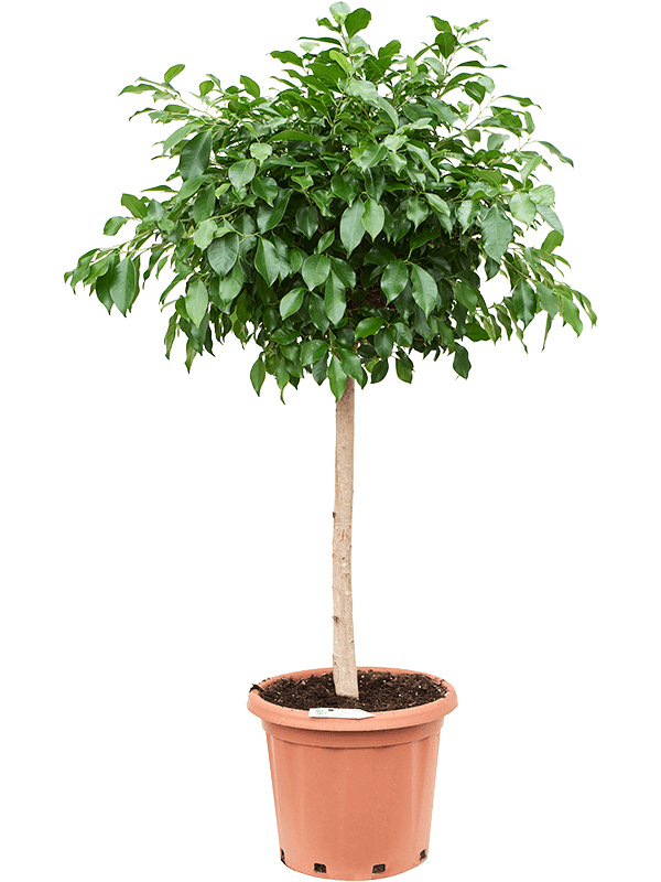 Lush Weeping Fig Ficus microcarpa ‘Nitida’ Tall Indoor House Plants Trees