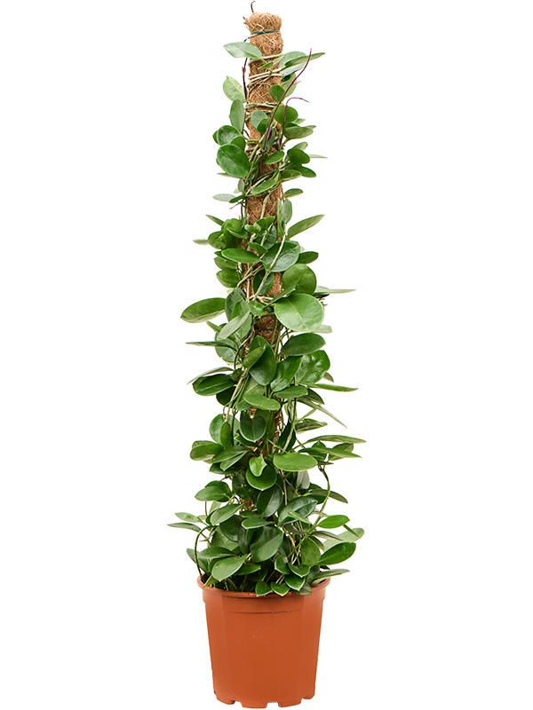 Hoya australis