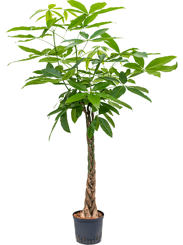 Insta-friendly Money Tree Pachira aquatica Tall Indoor House Plants Trees
