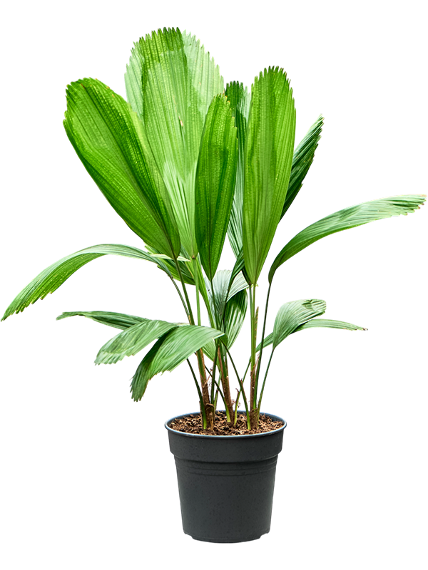 Lush Ruffled Fan Palm Licuala grandis Tall Indoor House Plants Trees