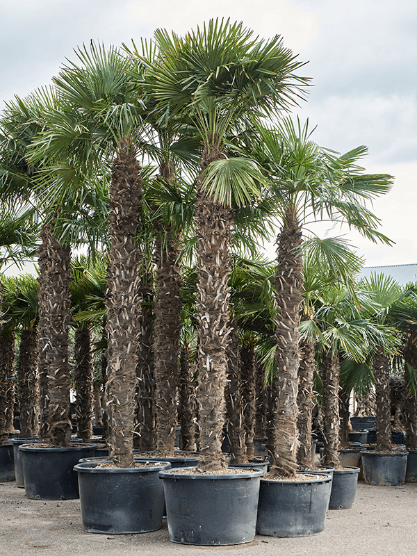 Windmill Palm Tree Trachycarpus fortunei (300-350)