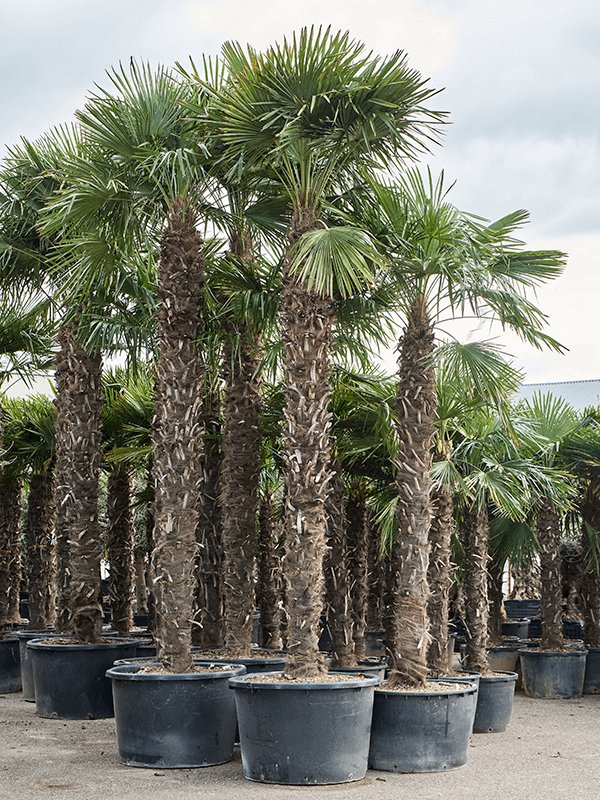 Windmill Palm Tree Trachycarpus fortunei (300-350)