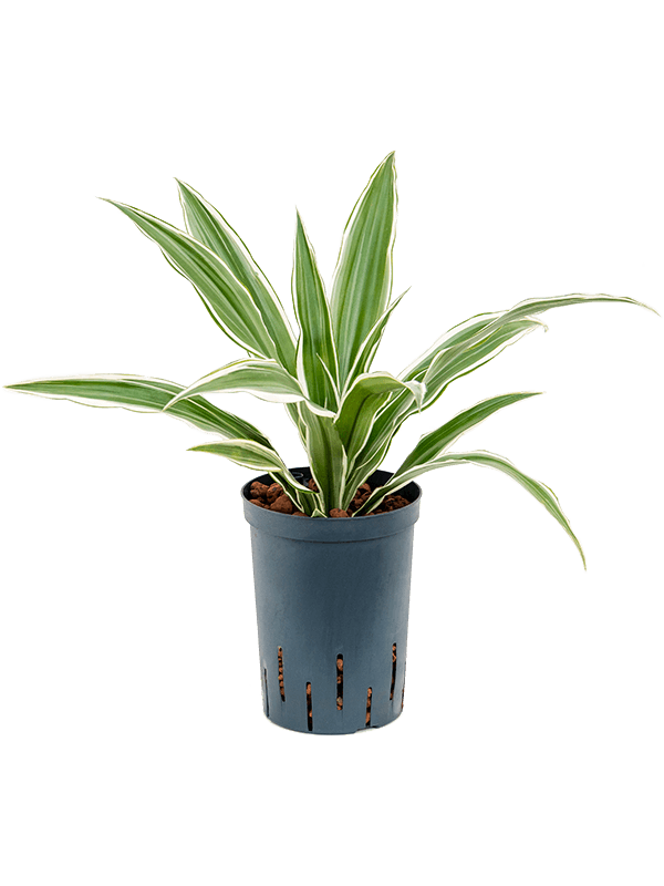 Graceful Dragon Tree Dracaena deremensis 'White Stripe' Indoor House Plants