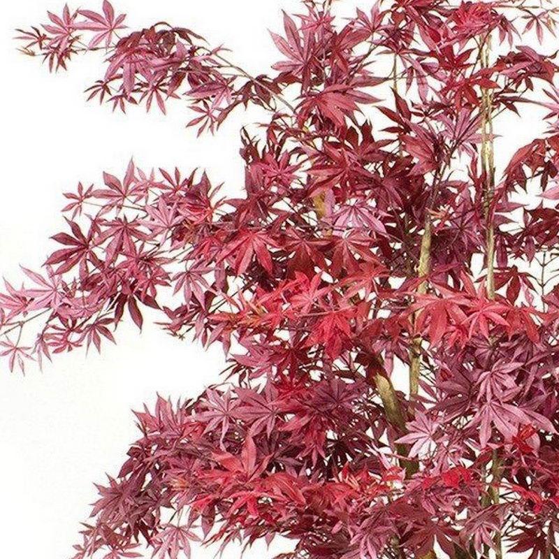 MAPLE DELUXE Artificial Tree Plant