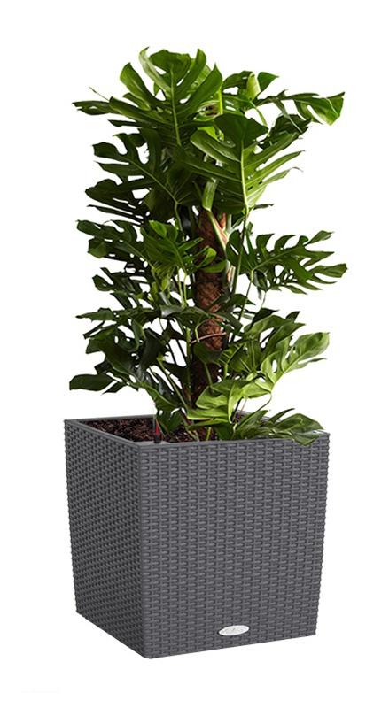 philodendron scandens lime 60cm Philodendron Scandens Mican Lemon / Lime (Devils Ivy) – Bristol Plant  Man main image 1