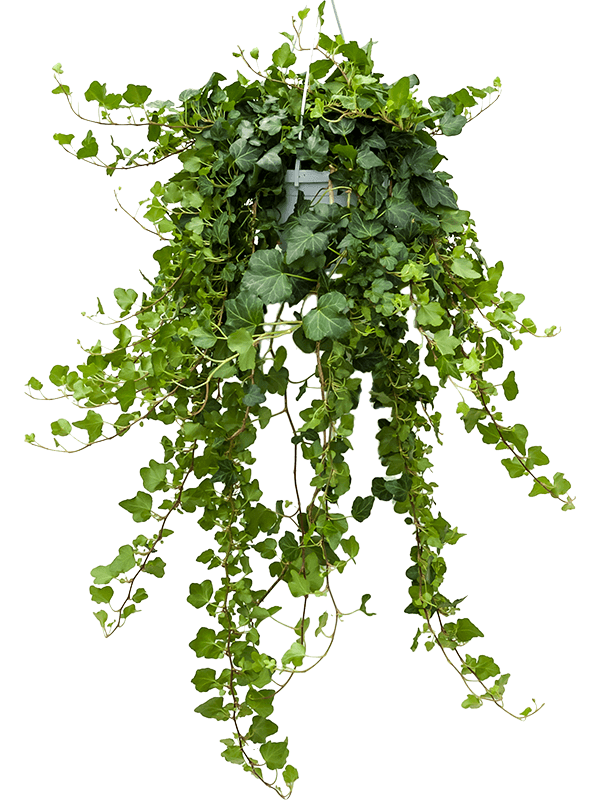 Easy-Care English Ivy Hedera helix 'Wonder' Indoor House Plants