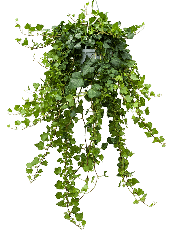 Easy-Care English Ivy Hedera helix 'Wonder' Indoor House Plants