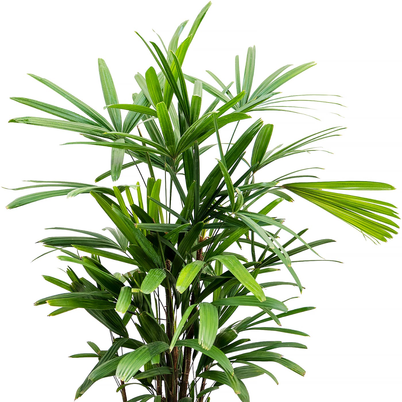 Tropical Lady Palm Rhapis excelsa Indoor House Plants