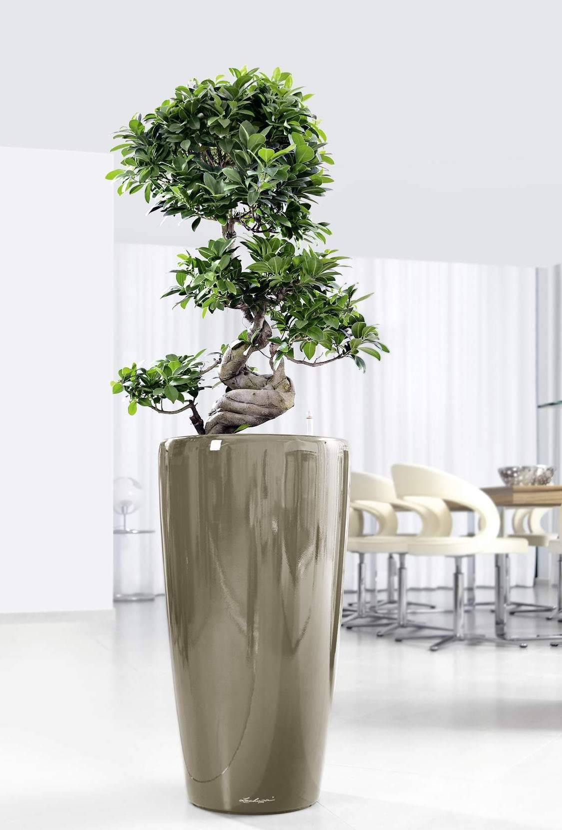 Potted House Plant Ficus Microcarpa in LECHUZA RONDO Silver Metallic  Self-watering Planter, Total Height 120 cm - from 159.99 | Getpotted.com