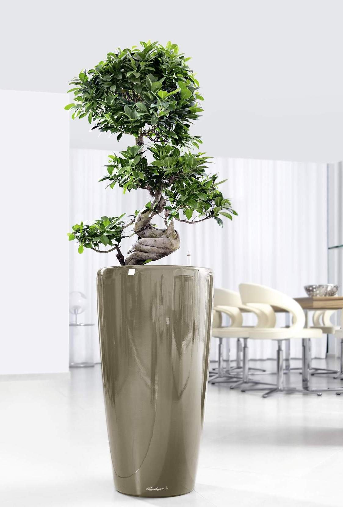 Ficus Microcarpa in LECHUZA RONDO Self-watering Planter, Total Height 120 cm