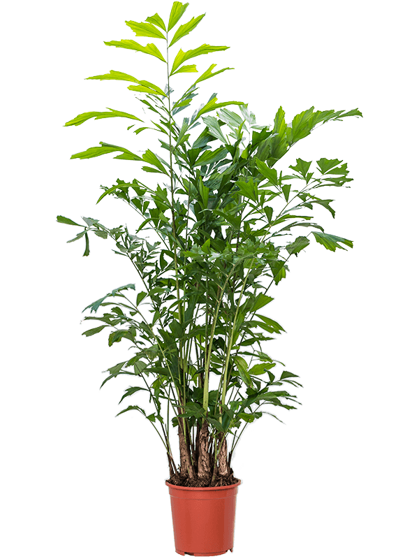 Lush Fishtail Palm Caryota mitis Indoor House Plants