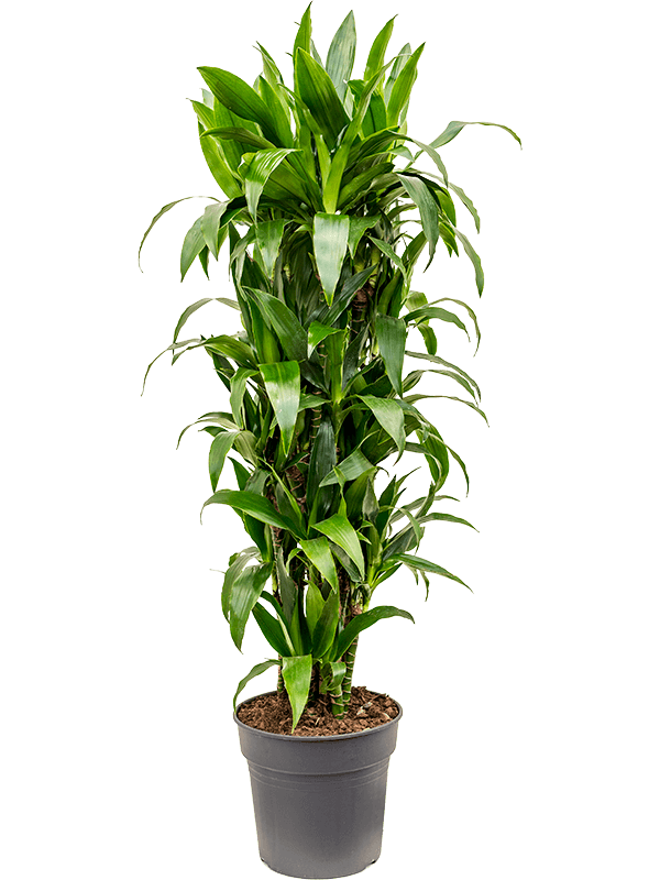 Impressive Corn Plant Dracaena fragrans 'Janet Craig' Tall Indoor House Plants Trees
