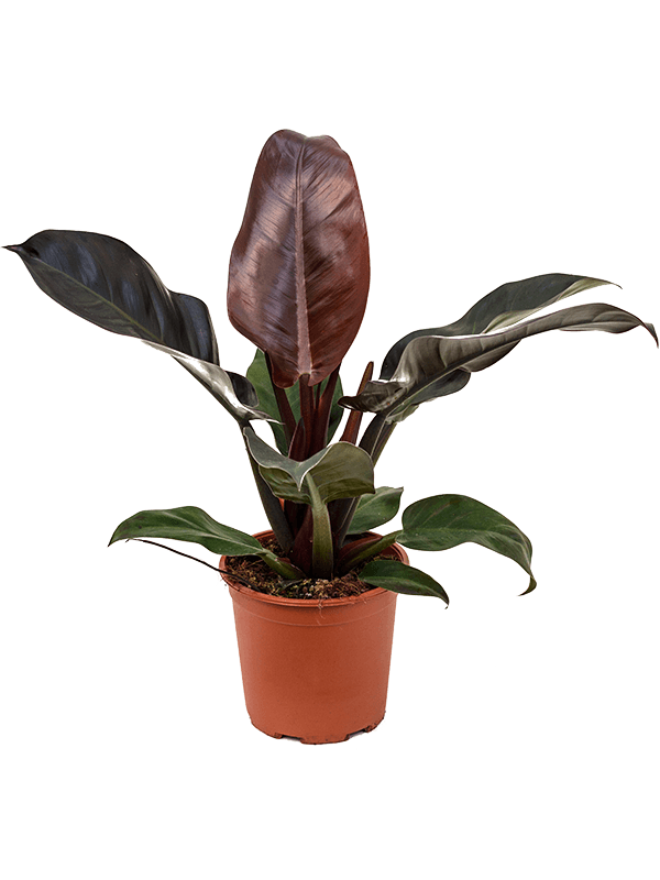 Lush Heart-Leaf Philodendron 'Imperial Red' Indoor House Plants