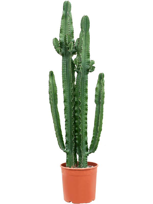 Impressive African Milk Tree Euphorbia erytrea Indoor House Plants