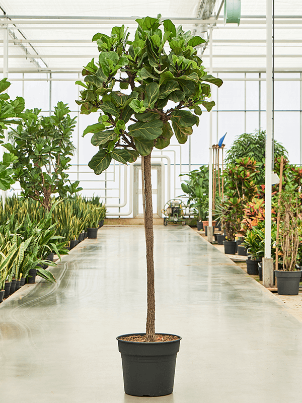 Lush Fiddle Leaf Fig Ficus lyrata Indoor House Plants
