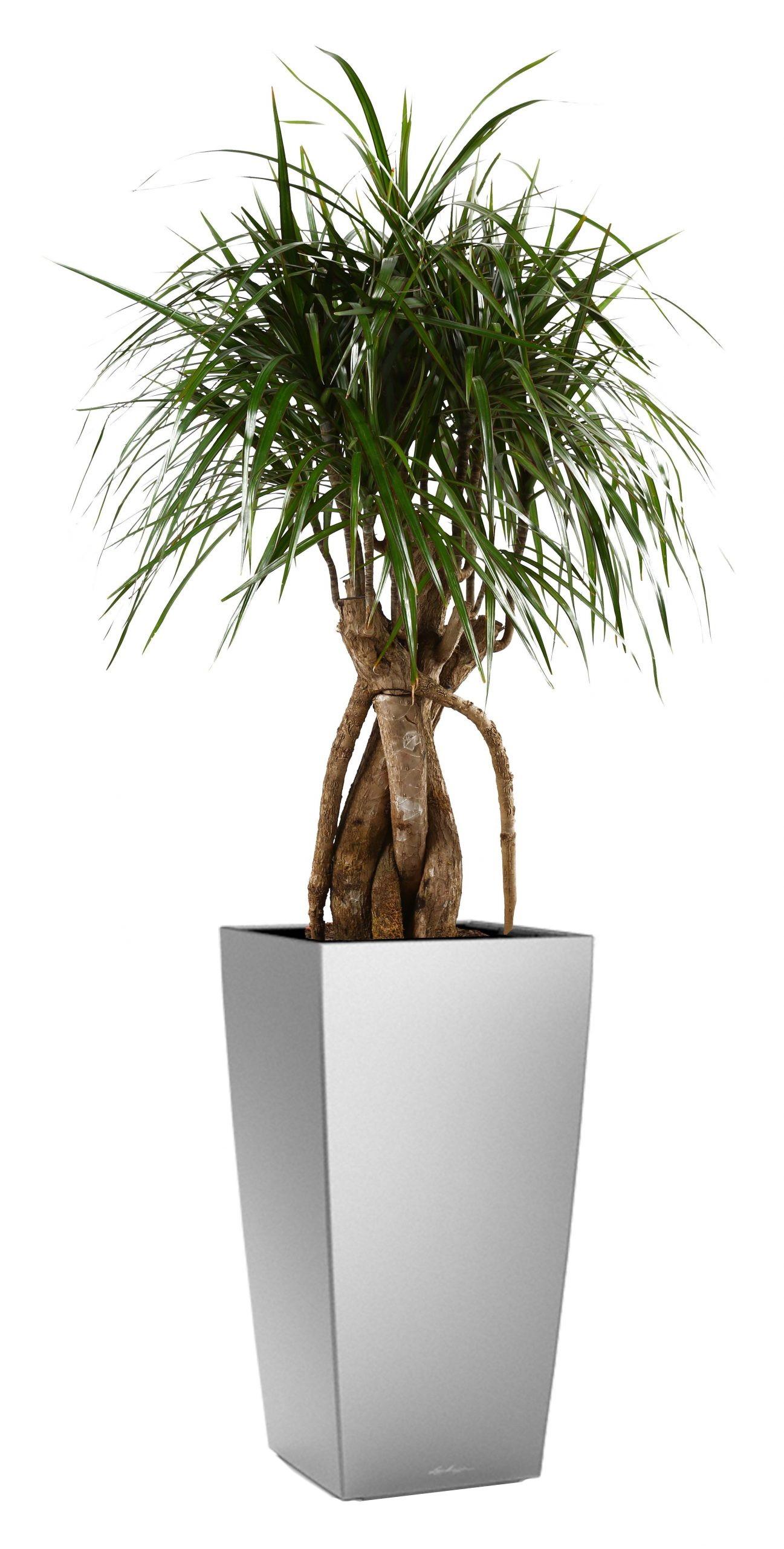 Dracaena Marginata in LECHUZA CUBICO Self-watering Planter, Total Height 150 cm