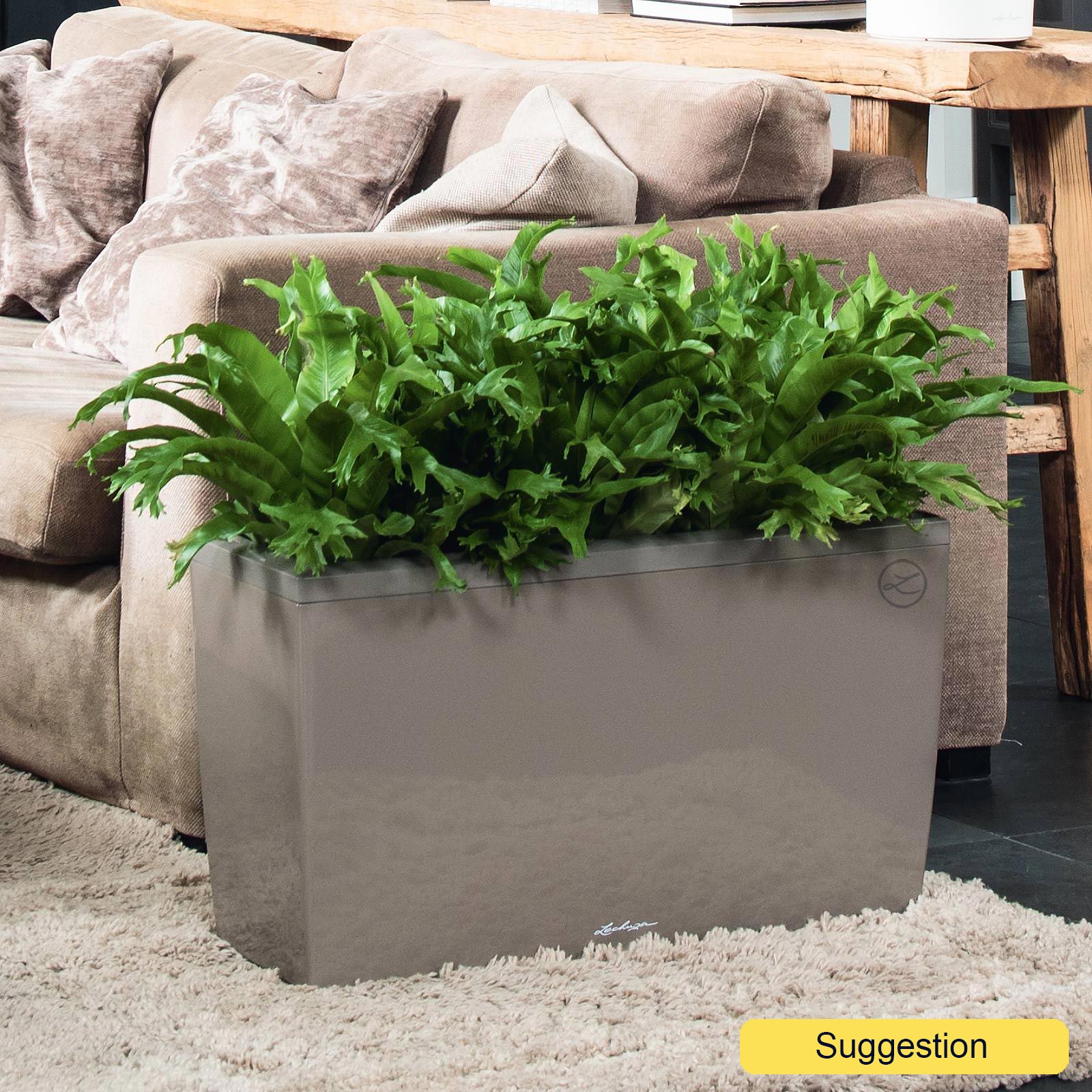 Lush Staghorn Fern Platycerium bifurcatum Indoor House Plants