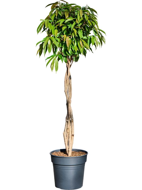 Lush Narrow-leaf Fig Ficus binnendijkii 'Amstel King' Tall Indoor House Plants Trees