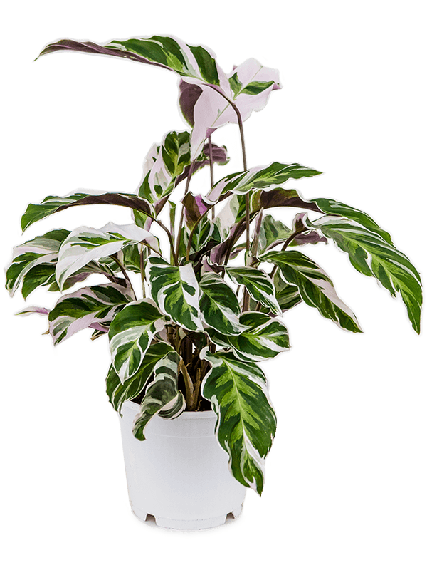 Fabulous Peacock Plant Calathea 'Fusion White' Indoor House Plants