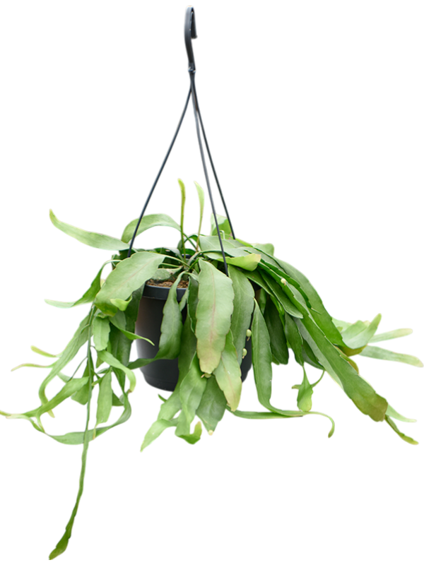 Photogenic Mistletoe Cactus Rhipsalis ramulosa 'Red Coral' Indoor House Plants